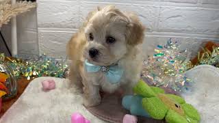 ハーフ犬の動画01