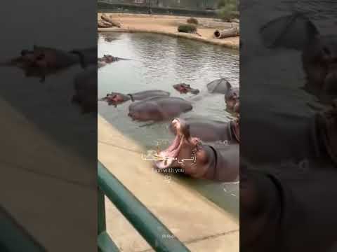 عندما تكونُ الحظوظُ طيبة، يهيّئ اللهُ سببًا للنجاة دائمًا 🥺☝️ #اكسبلور #لايك #shorts