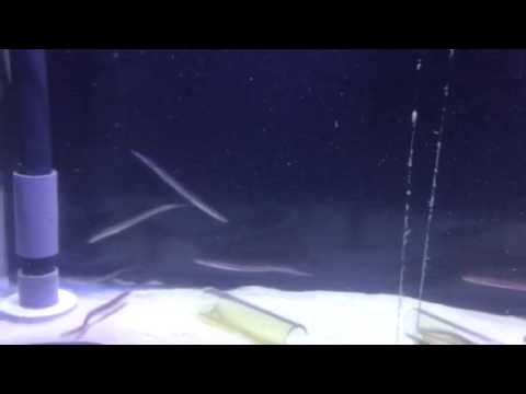 会計学科 水族館 木村勝則滋賀県高島市！