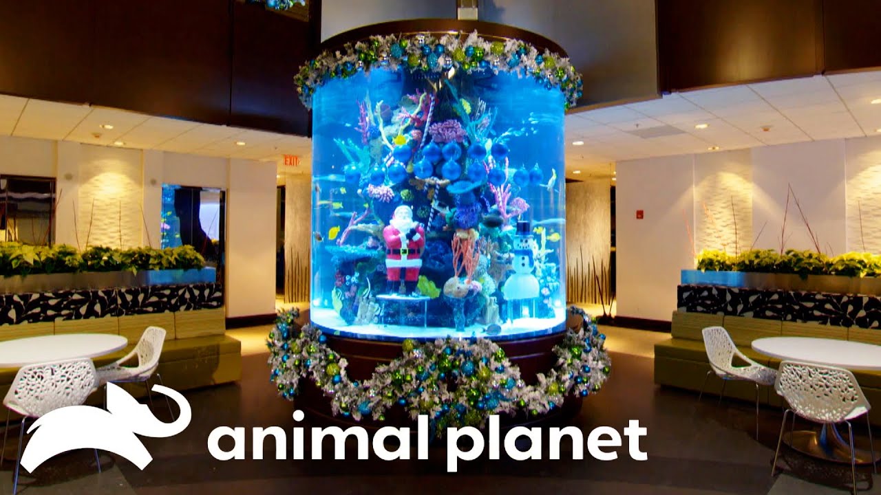 A Christmas Tree in a Fish Tank?! | Tanked | Animal Planet
