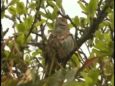 Was lebt in der Hecke