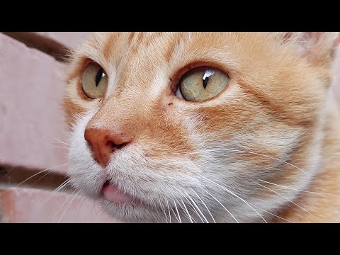 The Beauty of Senior Cats