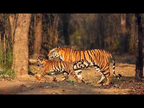 Global Tiger Day