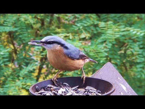 Der Kleiber  (der Film)