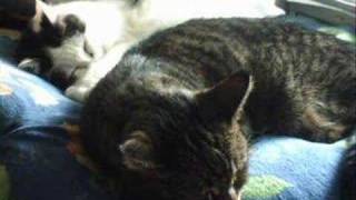 kopf ab schwanz ab has!