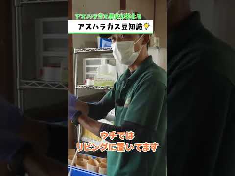 園芸 ピレネーオルニソゲール、食用アスパラガス