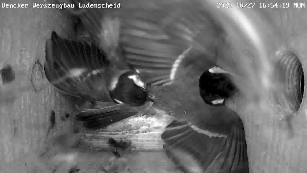 Tödlicher Kohlmeisen-Kampf um Schlafplatz! | 27.10.2025