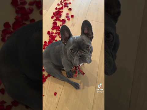 ROYALTY DAWGS 😎❤️Gucci 😂❤️😌😎#funny #viral #trending #stayroyalty #shorts @royaltyfam