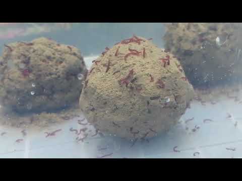 Pongo, pravljenje, razmere. Za primamu krupne deverike, babuske, sarana. @aleksandarbeljic5694