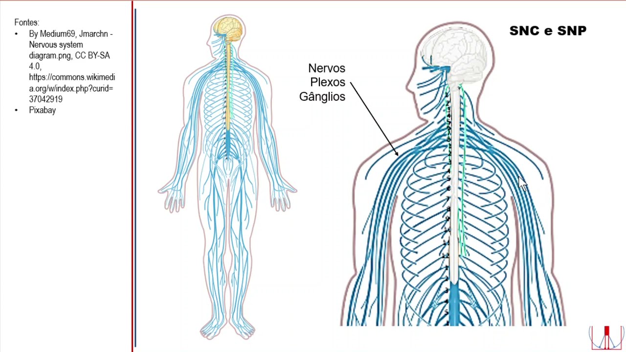 Revisão do SN parte 1A: foco nas células