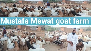 Mustafa Mewat got form Ghata Shamshabad Road to Jhirka Haryana Mewat 9050024264