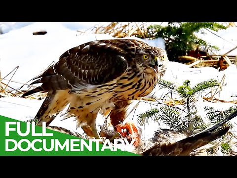 The Swiss Alps Features Some Amazing Wild Creatures!