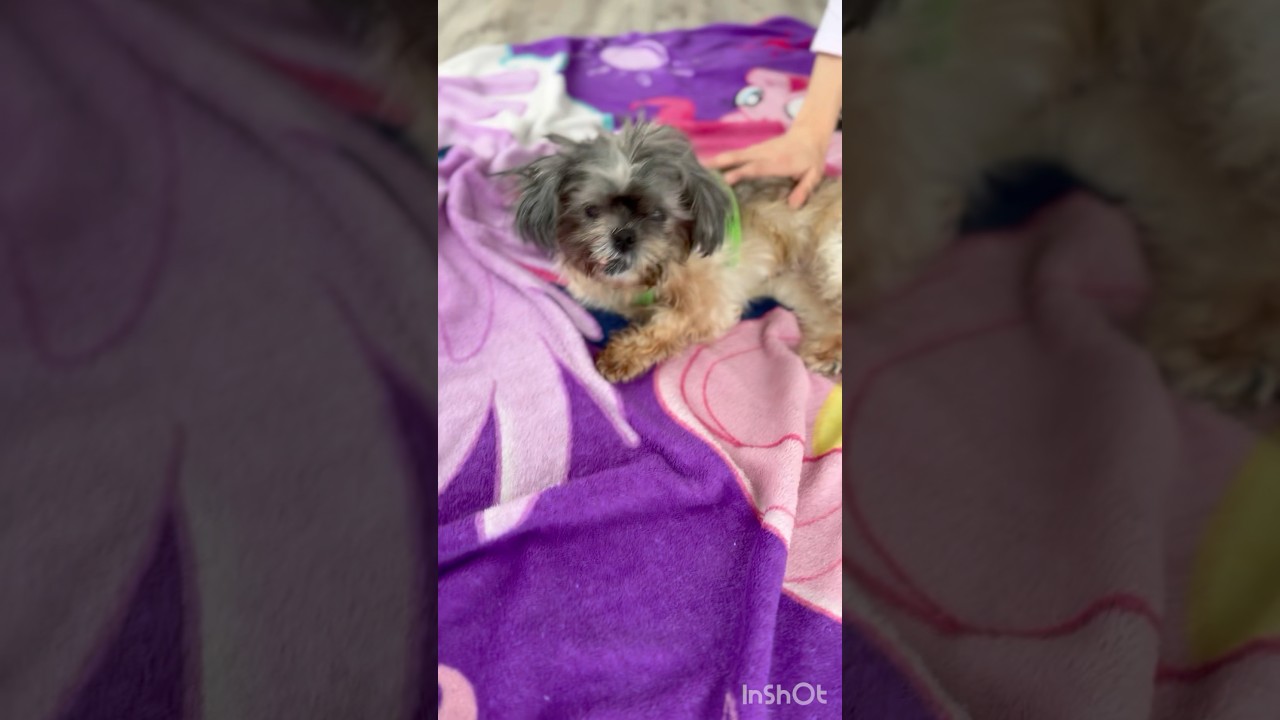 Enlarge Dorothy , a Adoptable mixed breed in Winchester , VA video 6/6