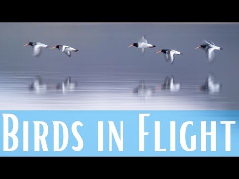 Photographing Birds in Flight | Top 13 Tips for Panning