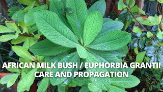 Euphorbia Grantii plant care and propagation