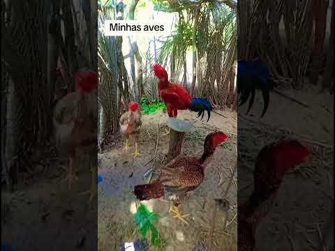 Criatorio ig tio San Pindoretama Ceará minhas aves indio gigante #indiogigante #polacogigante