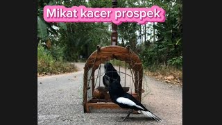 Download lagu Pikat burung kacer dapet yg prospek mas bro mp3