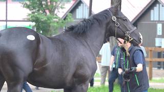 【セレクトセール2026】丹下日出夫の注目馬紹介【JRA-VAN公式】