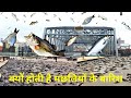 मछली की बारिश क्यों होती है Shorts Fish Rain Hindi Count