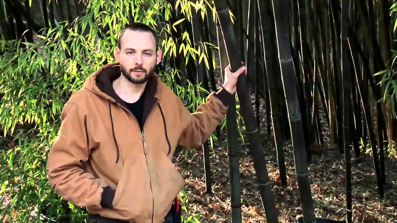 Brightside Bamboo