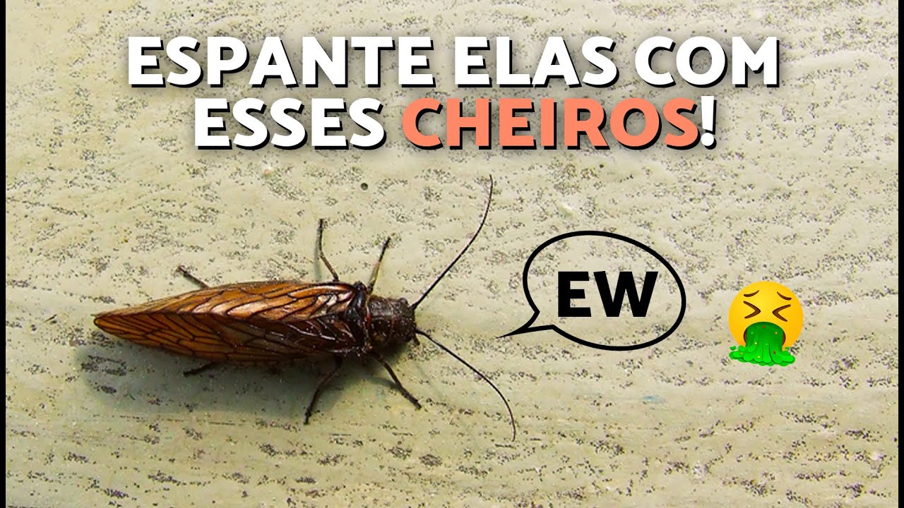 10 CHEIROS QUE AS BARATAS ODEIAM 🪳🌿 Que CHEIROS AS BARATAS NÃO SUPORTAM?