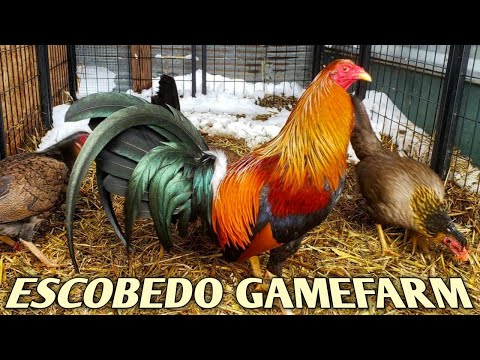 20K Kelso Leiper Sweater - ESCOBEDO FARM, Kansas