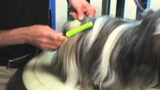 Grooming Tips From FURminator - Petco Grooming