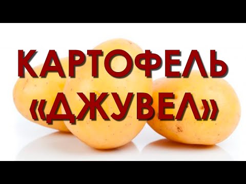 фото картофель семенной джувел (ювел) 1-реп 0