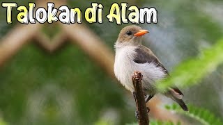 Download lagu Burung Cabean Betina Di Alam Bebas mp3 Download lagu Burung Cabean Betina Di Alam Bebas mp3