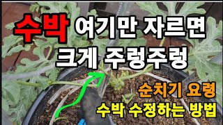 수박 딱 두군데만 잘라주면 주렁주렁 크게 열려요!   #수박순치기 #수박곁순제거 #수박순집기 #수박거름주기 …