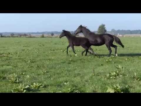 Stutfohlen von Ampere aus St.Pr.St. Wellness von Weltruhm (Vollschwester zu First Ampere)