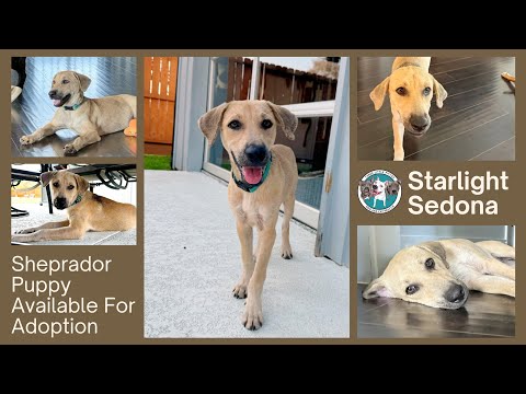 Dog for adoption - Starlight Sedona the Dog, Kid, Cat Friendly Pup, a ...