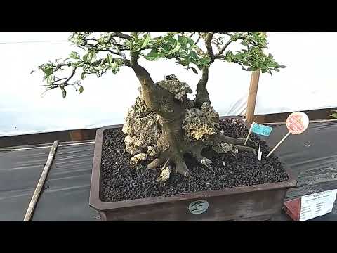 Inspirasi BONSAI di Pameran Pangandaran.2022