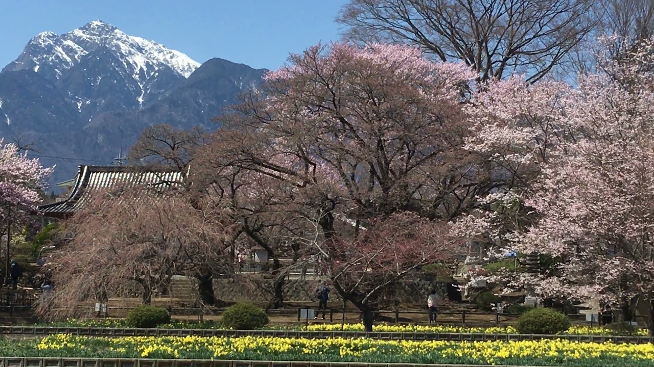 山高神代桜③20210323