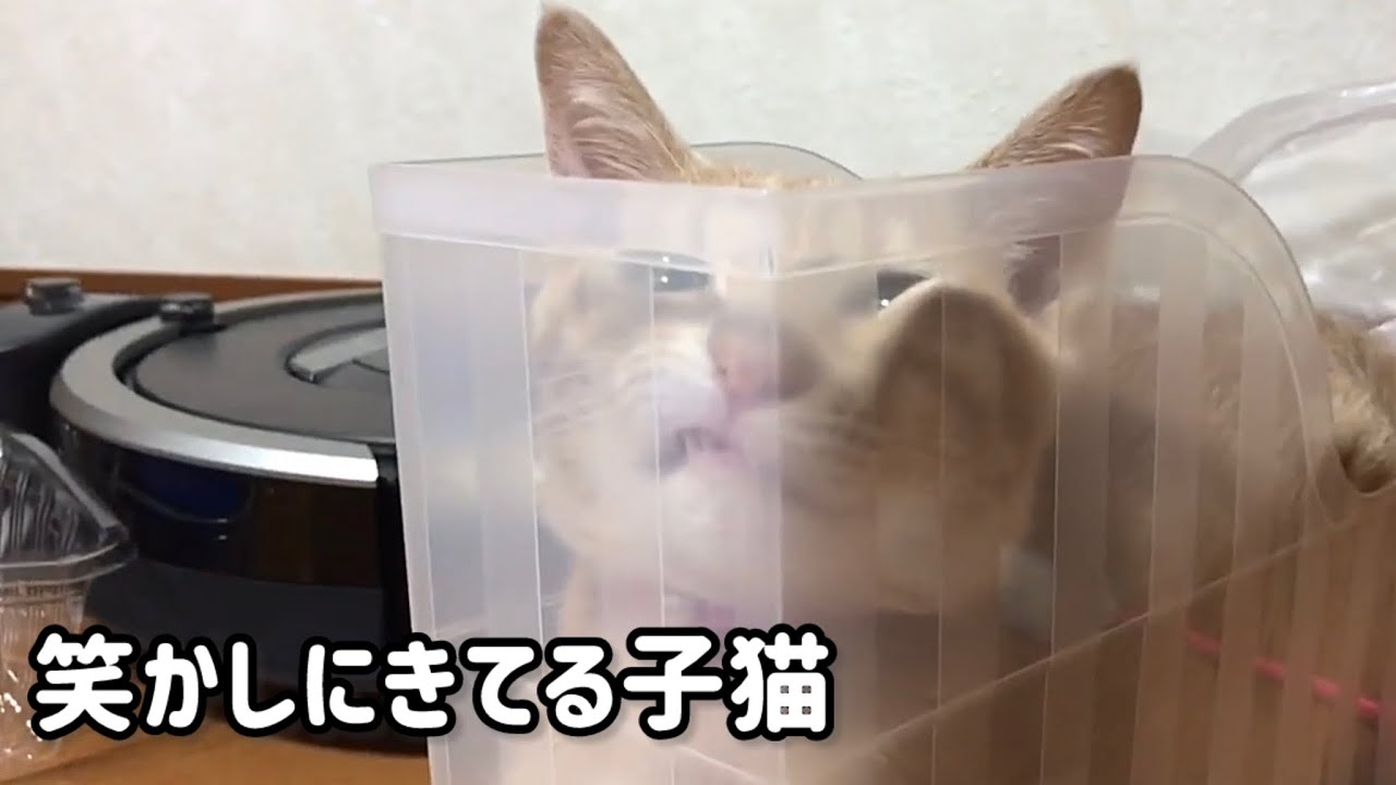完全に笑かしにきてる変顔の子猫