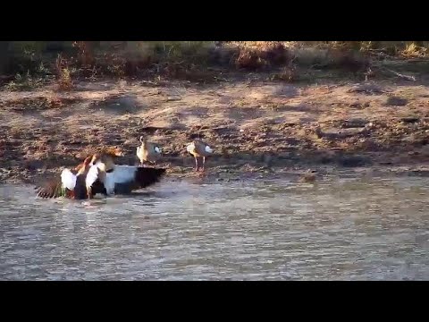 Djuma: Egyptian Geese fighting - 16:32 - 06/18/20