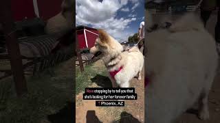 Video preview image #1 Chow Chow-Samoyed Mix Puppy For Sale in Chandler, AZ, USA
