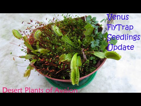 My Venus flytrap Seedlings I have Grown from Seed Update | How to grow Venus fly trap from seed