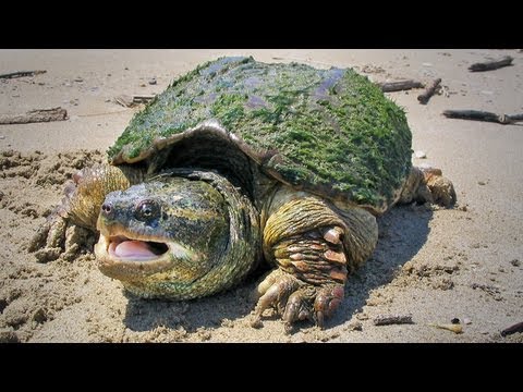 The Snapping Turtle: Ontario Wildlife Video Series