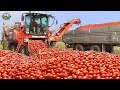 Harvesting 27 Billion Pounds Of Tomatoes To Produce Ketchup This Way Agriculture Technology