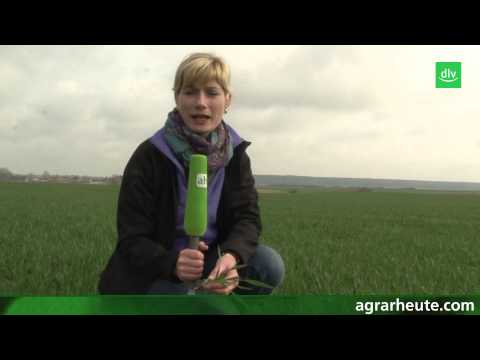 Vegetationsreport: Wo war der Winter?