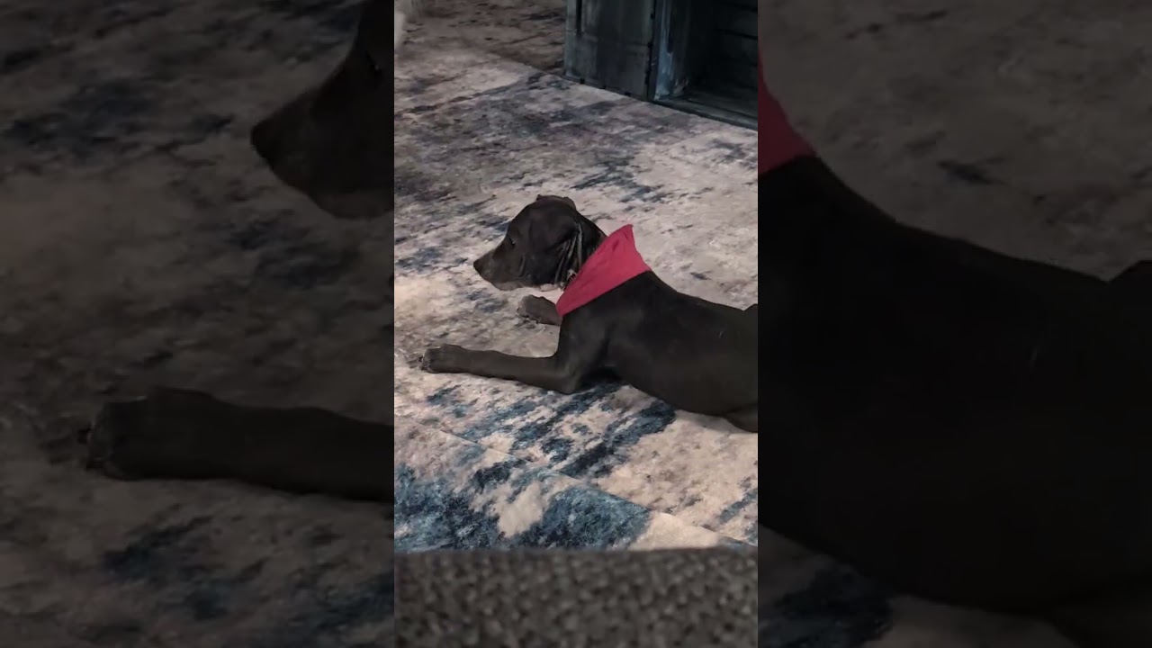 Enlarge Mexico, a ADOPTABLE mixed breed in Fort Collins, CO video 6/6