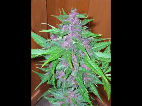 SHIZO ONE - SWEET JANE