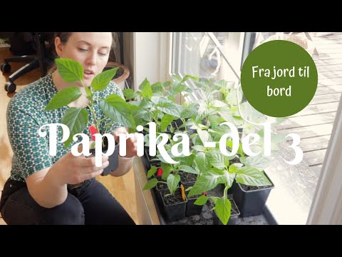 Paprika fra jord til bord del 3 | - potte om, toppe?
