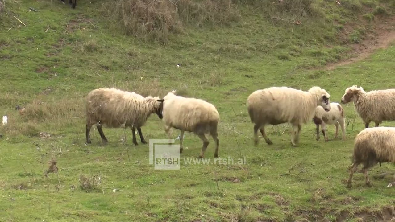 Vaksinimi i bagëtive kundër brucelozës – Në Gjirokastër, mbi 50 mijë vaksina do të kryhen nga shërbimi veterinar