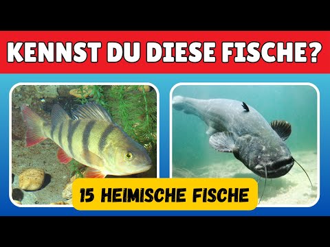 15 heimische Fische erkennen 🐟 – Wie gut kennst du unsere Arten aus Fluss & See?