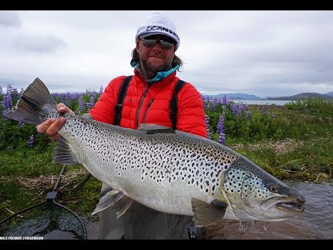 Monster Brown Trout in Iceland