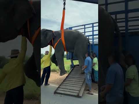 เอาช้างขึ้นรถแบบนี้เลยหรอ