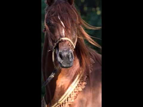 2008 Arabian stallion EL SHIHAB++