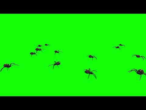 Spiders Green Screen Computer Animated 3D HD Royalty Free